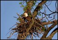 _2SB5800 bald eagle in nest